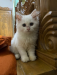 Traditional persian cat female baby